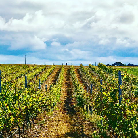 Peter Teakle Wines - New South Wales Tourism  1