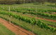Razorback Ridge Wines Open Weekends - thumb 0
