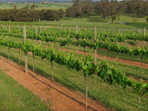 Razorback Ridge Wines Open Weekends - New South Wales Tourism  0