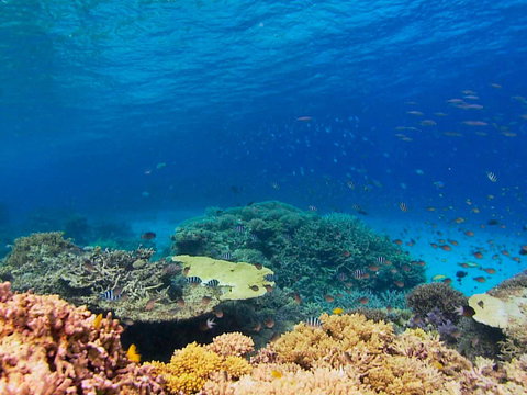 Recovery Of The Great Barrier Reef - New South Wales Tourism  0