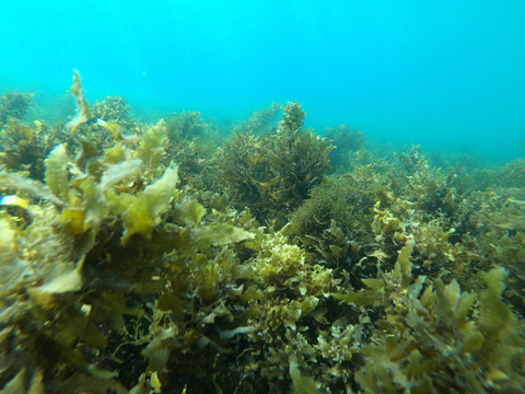 Recovery Of The Great Barrier Reef - New South Wales Tourism  2