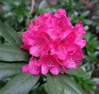 Rhododendrons at Brangayne - New South Wales Tourism 