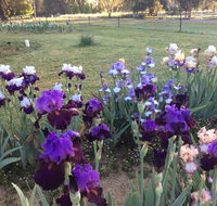 Riverina Iris Farm Open Garden and Iris Display - New South Wales Tourism 
