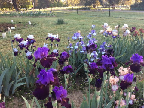 Riverina Iris Farm Open Garden And Iris Display - New South Wales Tourism  0