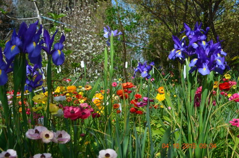 Riverina Iris Farm Open Garden And Iris Display - New South Wales Tourism  1