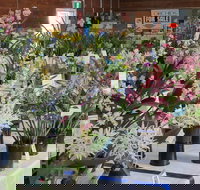 Sapphire Coast Orchid Club Spring Orchid Show - New South Wales Tourism 