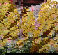 Sapphire Coast Orchid Club Winter Orchid Show - New South Wales Tourism 