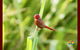 Spring Into Finches And Softbills - thumb 0