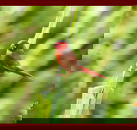 Spring into Finches and Softbills - New South Wales Tourism 