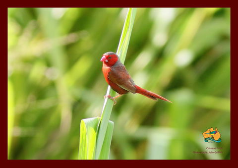 Spring Into Finches And Softbills - New South Wales Tourism  0