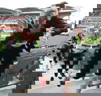 Stadium Stomp Adelaide Oval - Postponed - New South Wales Tourism 