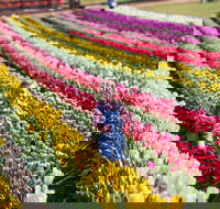 Tesselaar Tulip Festival - New South Wales Tourism 