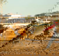 Walgett Charity Bushman's Carnival Rodeo and Campdraft - New South Wales Tourism 