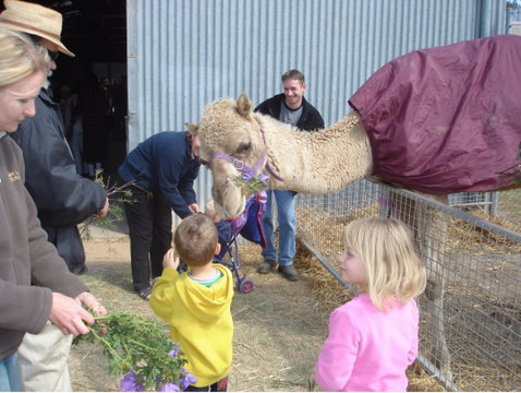 Wangaratta Show - New South Wales Tourism  1