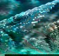 What lurks below - New South Wales Tourism 