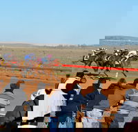 2020 Quorn Cup - New South Wales Tourism 