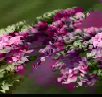 69th Annual Goulburn Lilac City Festival - New South Wales Tourism 