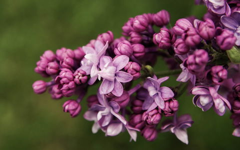 69th Annual Goulburn Lilac City Festival - New South Wales Tourism  0
