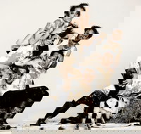 Animal Farm - Launceston - New South Wales Tourism 