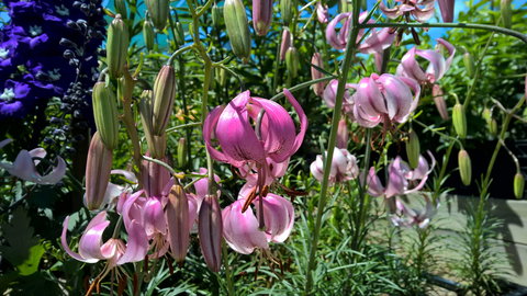 Burnie Lilium Show - New South Wales Tourism  1