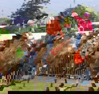 Camel Races at Penrith Paceway - New South Wales Tourism 