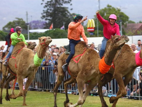 Camel Races At Penrith Paceway - New South Wales Tourism  0