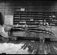 Capturing Nature Early photography at the Australian Museum 1857  1893 - New South Wales Tourism 