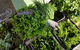 Carlton Farmers' Market - thumb 2
