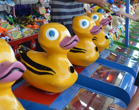 Casino Agricultural Show - New South Wales Tourism  0