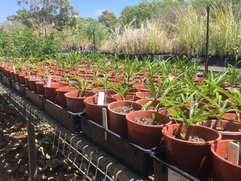 Conservation Volunteers Australia Townsville - Ocean View Nursery - New South Wales Tourism  2
