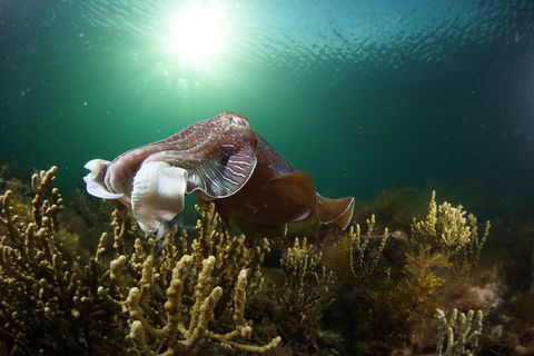 Cuttlefish Diving & Snorkeling EVERYDAY May -August - New South Wales Tourism  0
