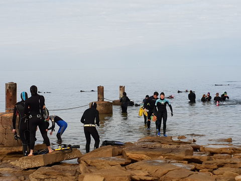 Cuttlefish Diving & Snorkeling EVERYDAY May -August - New South Wales Tourism  1