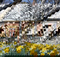 Daffodils at Rydal - New South Wales Tourism 