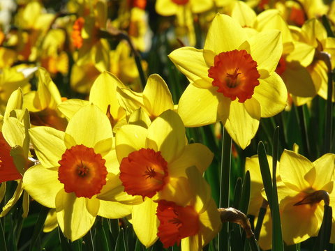 Daffodils At Rydal - New South Wales Tourism  1