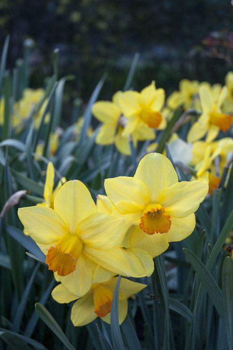 Daffodils At Rydal - New South Wales Tourism  2