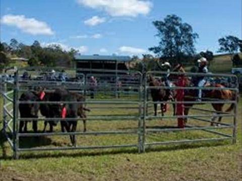 Dungog Team Penning - New South Wales Tourism  0