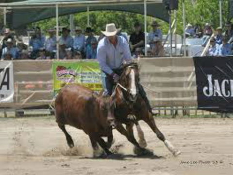 Dungog Team Penning - New South Wales Tourism  1