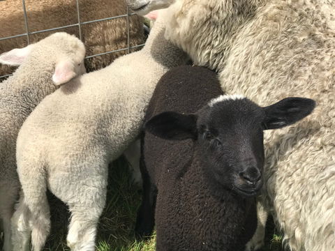 Flinders Island Show - New South Wales Tourism  0