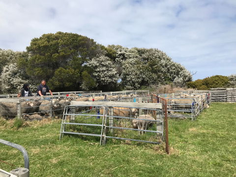 Flinders Island Show - New South Wales Tourism  1