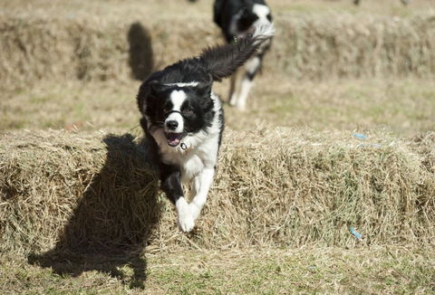 Great Nundle Dog Race - New South Wales Tourism  0