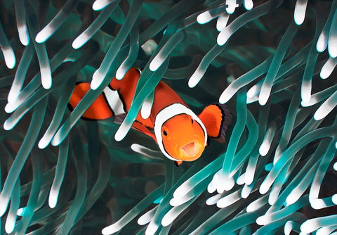 Great Barrier Reef Masters Games - New South Wales Tourism  1