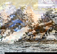 Gundagai Rodeo - New South Wales Tourism 