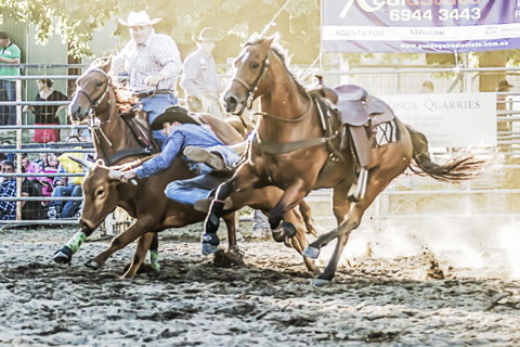 Gundagai Rodeo - New South Wales Tourism  0