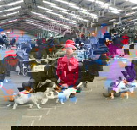 Hamilton Jack Russell Terrier and Hunting Dog Show - New South Wales Tourism 