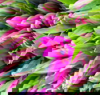 Harvest Launceston Community Farmers' Market - New South Wales Tourism 