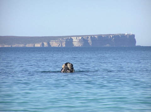 Jervis Bay's Sydney To Hobart Experience - New South Wales Tourism  0
