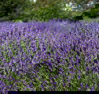 Lavender Herb and Chilli Festival - New South Wales Tourism 