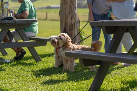 Live Music Sundays At Mountain Ridge Wines - New South Wales Tourism  1