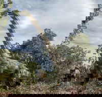 Lost Sanctuary at Healesville Sanctuary - New South Wales Tourism 