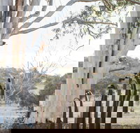 Sculptures in the Garden - New South Wales Tourism 